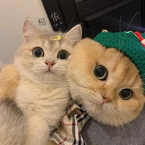 日夲毛茸茸性高潮
